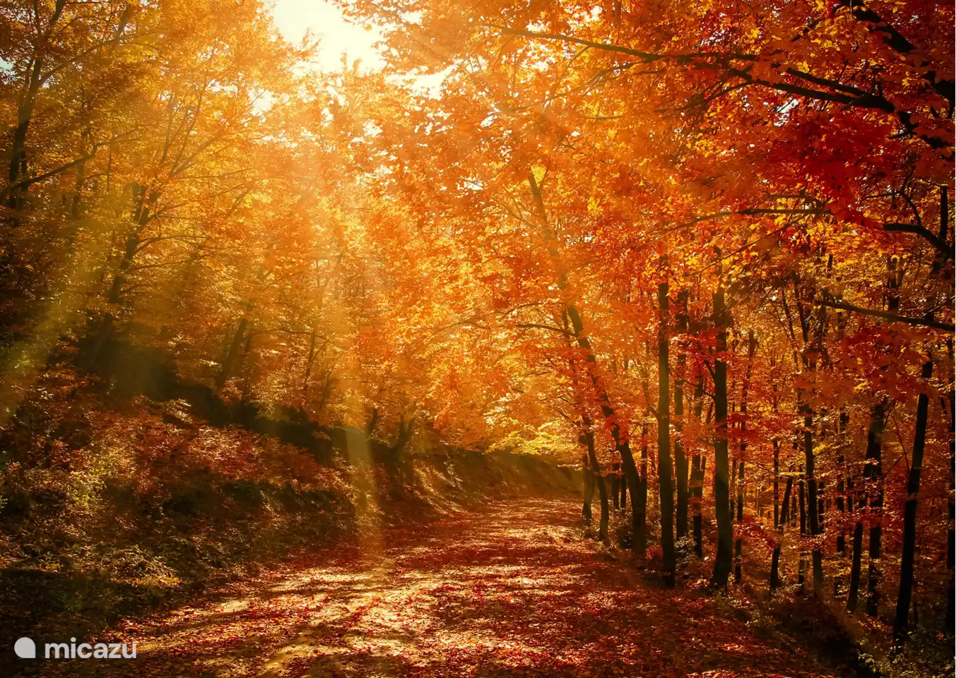 In de herfst zijn de bossen rondom ons chalet prachtig. Het ideale seizoen voor een wandeling of fietstocht. 