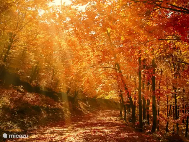 Chalet de Wildspot huren in Nederland, Gelderland, Beekbergen - chalet In de herfst zijn de bossen rondom ons chalet prachtig. Het ideale seizoen voor een wandeling of fietstocht.