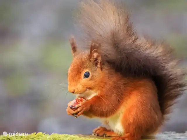 Chalet de Wildspot huren in Nederland, Gelderland, Beekbergen - chalet In het najaar zijn de eekhoorntjes druk met eten verzamelen om de wintermaanden door te komen.