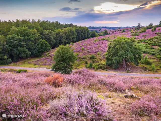 Chalet de Wildspot huren in Nederland, Gelderland, Beekbergen - chalet vanaf half augustus t/m half september staat de heide op de Veluwe prachtig in bloei.