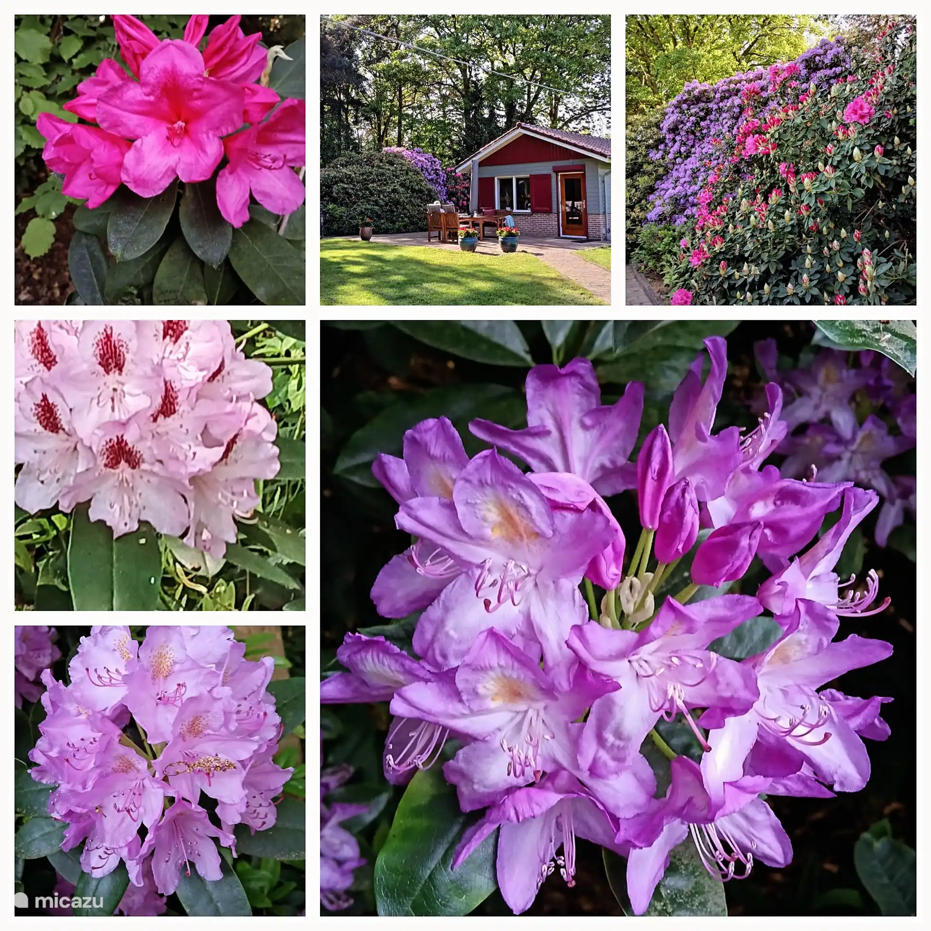 Rododendro