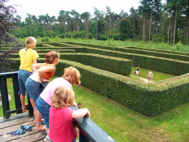 Paruline des bois - 1 | Pays-Bas, Gueldre, Halle - maison de vacances Labyrinthe Ruurlo