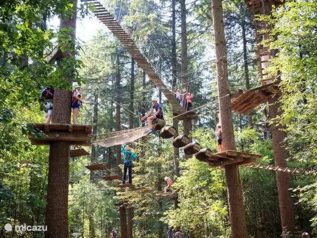 Paruline des bois - 1 | Pays-Bas, Gueldre, Halle - maison de vacances Forêt d'escalade de Ruurlo