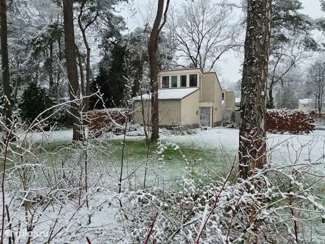 Paruline des bois - 1 | Pays-Bas, Gueldre, Halle - maison de vacances Hiver