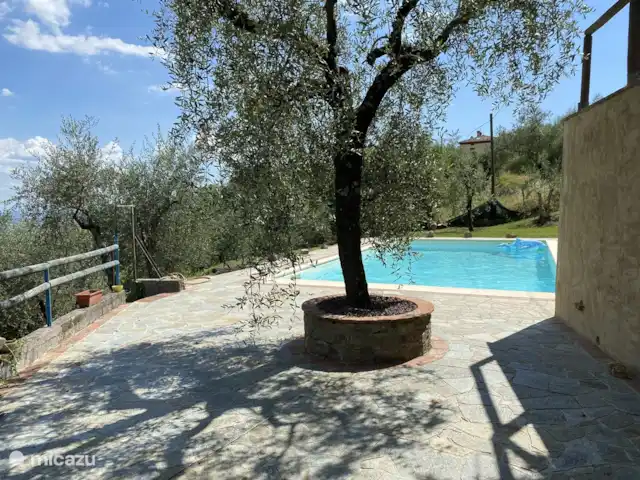 Maison Charlotte | Italie, Toscane, Lucca - gîte / cottage L'olivier qui orne la piscine.