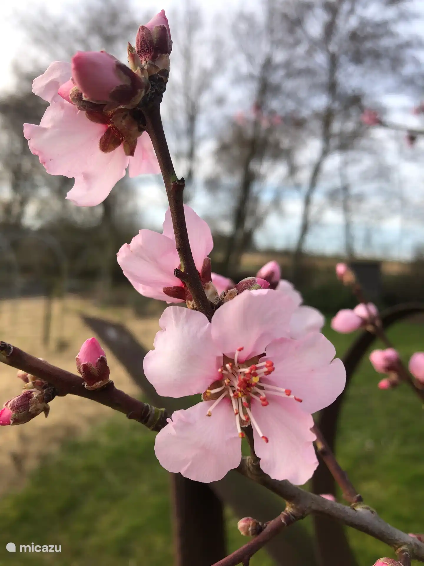 Blossom of the Almond