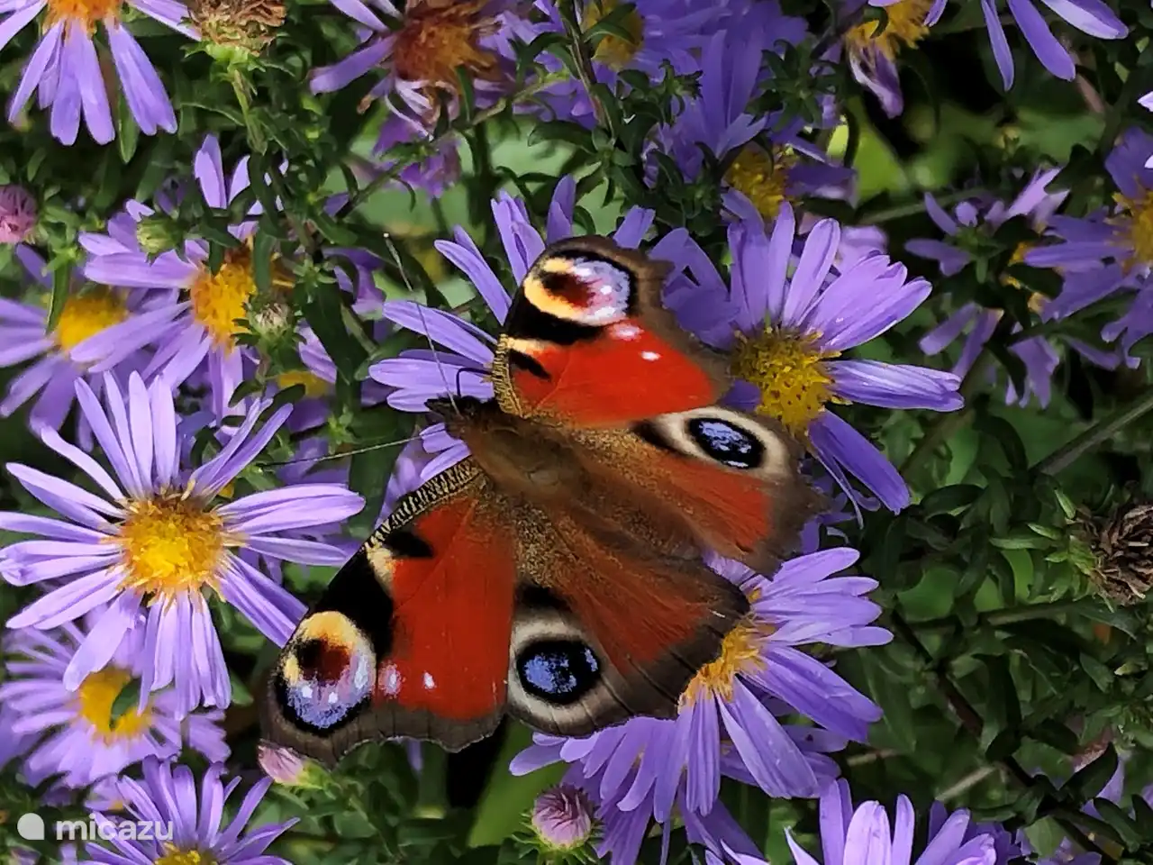 biodiversity in scents and colors