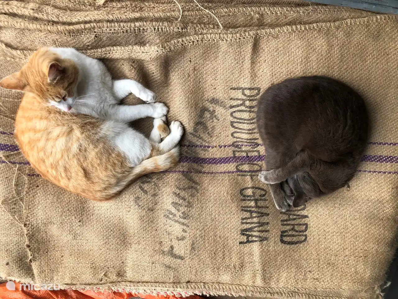 the natural combatants relaxing