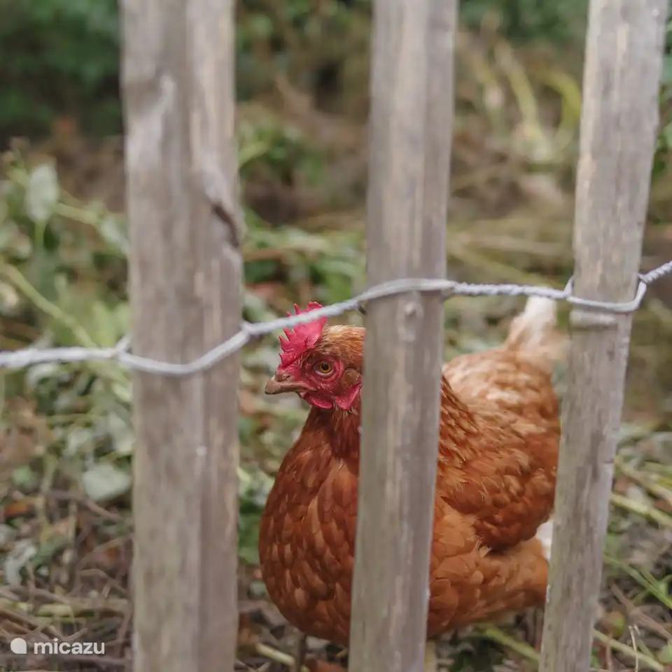 the best super food eggs on the island