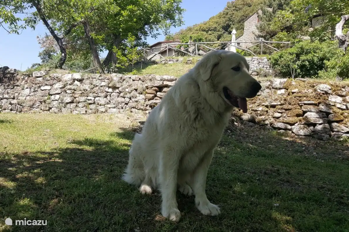 Enzo est notre chien super sympa.