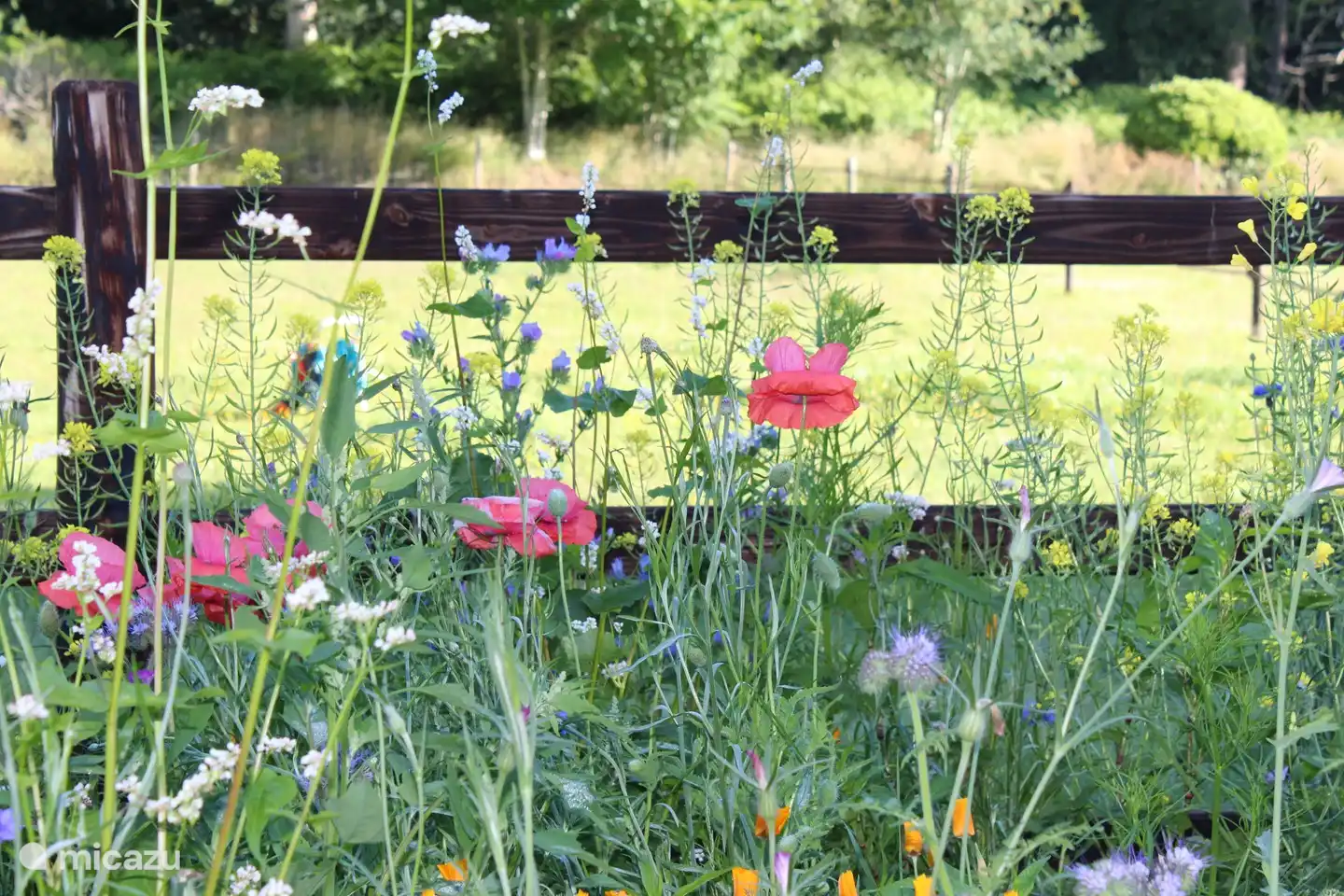 Chaque année, un beau champ de fleurs est semé derrière votre appartement.