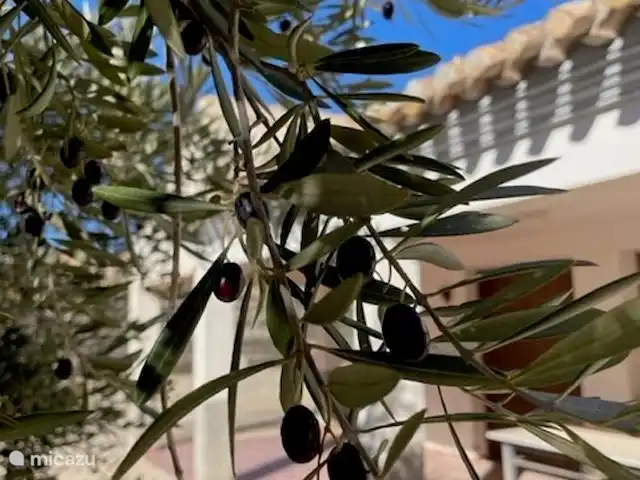 Casas DeMi huren in Spanje, Andalusië, Vélez-Blanco - vakantiehuis Olijvenboom