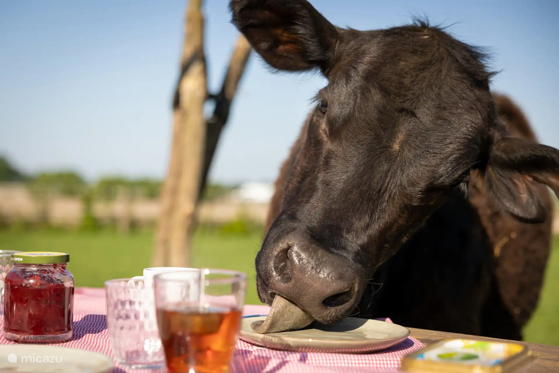enjoy Black Angus cows in the pasture