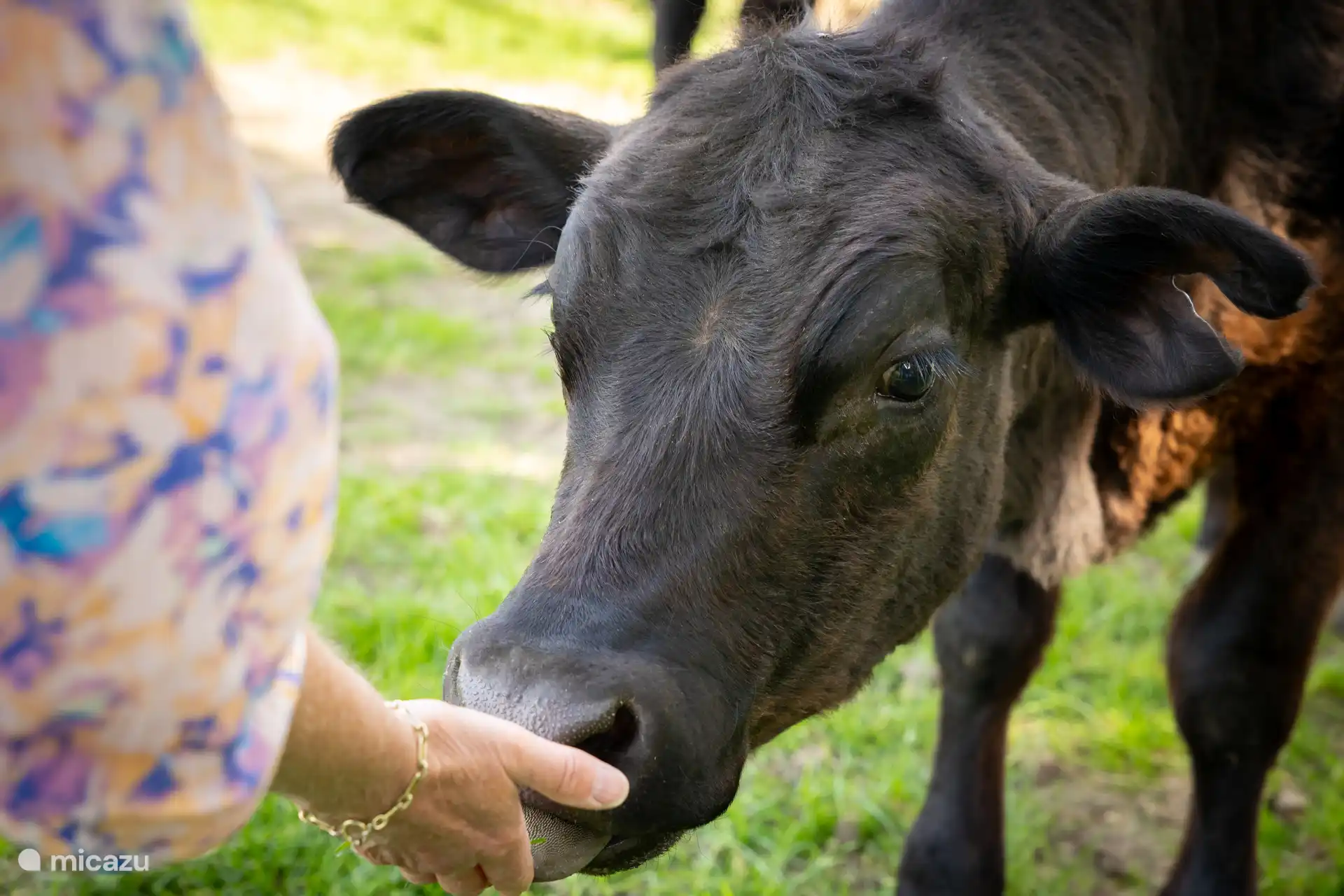 Exciting the cow that is getting closer and closer!