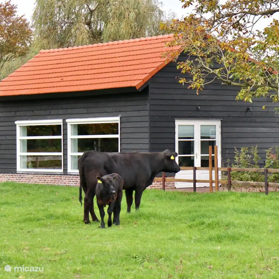 The cows past your window.