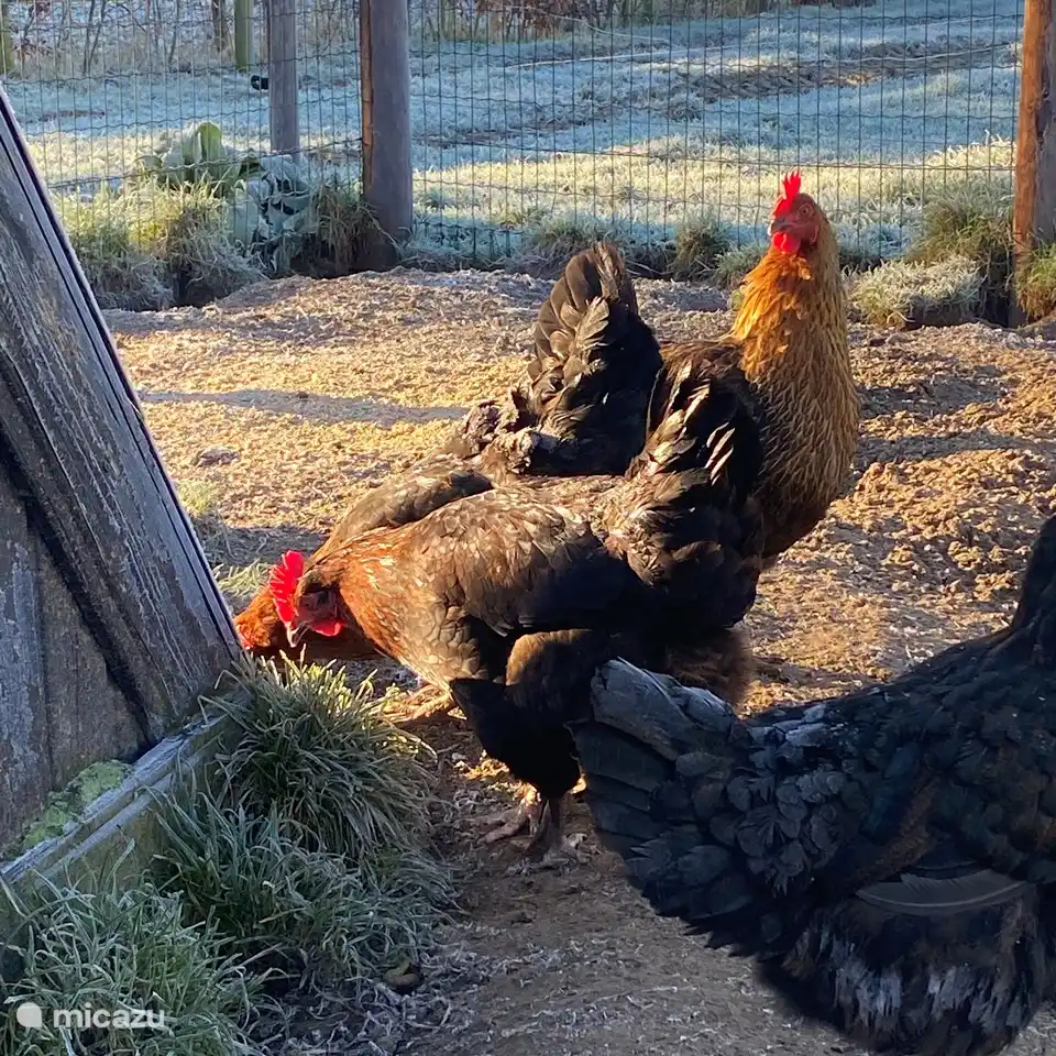 Our chickens in the yard.