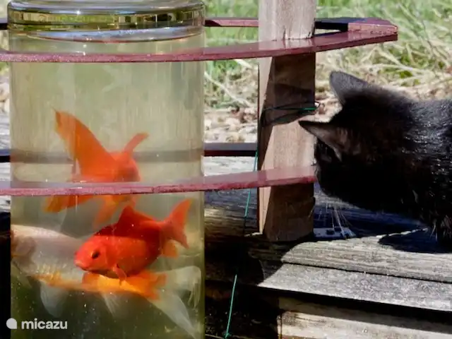 Le Chat Noir en Francia, Nièvre, Ouroux-en-Morvan - casa rural / cabaña Una visión diferente del mundo