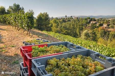 Wijn in Provence en de Luberon
