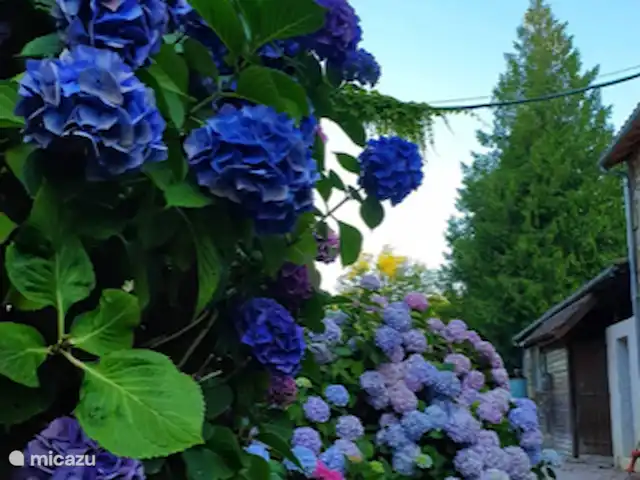 Mobil-home Château Le Verdoyer **** | France, Dordogne, Champs-Romain - mobil-home De beaux hortensias fleurissent abondamment sur le camping