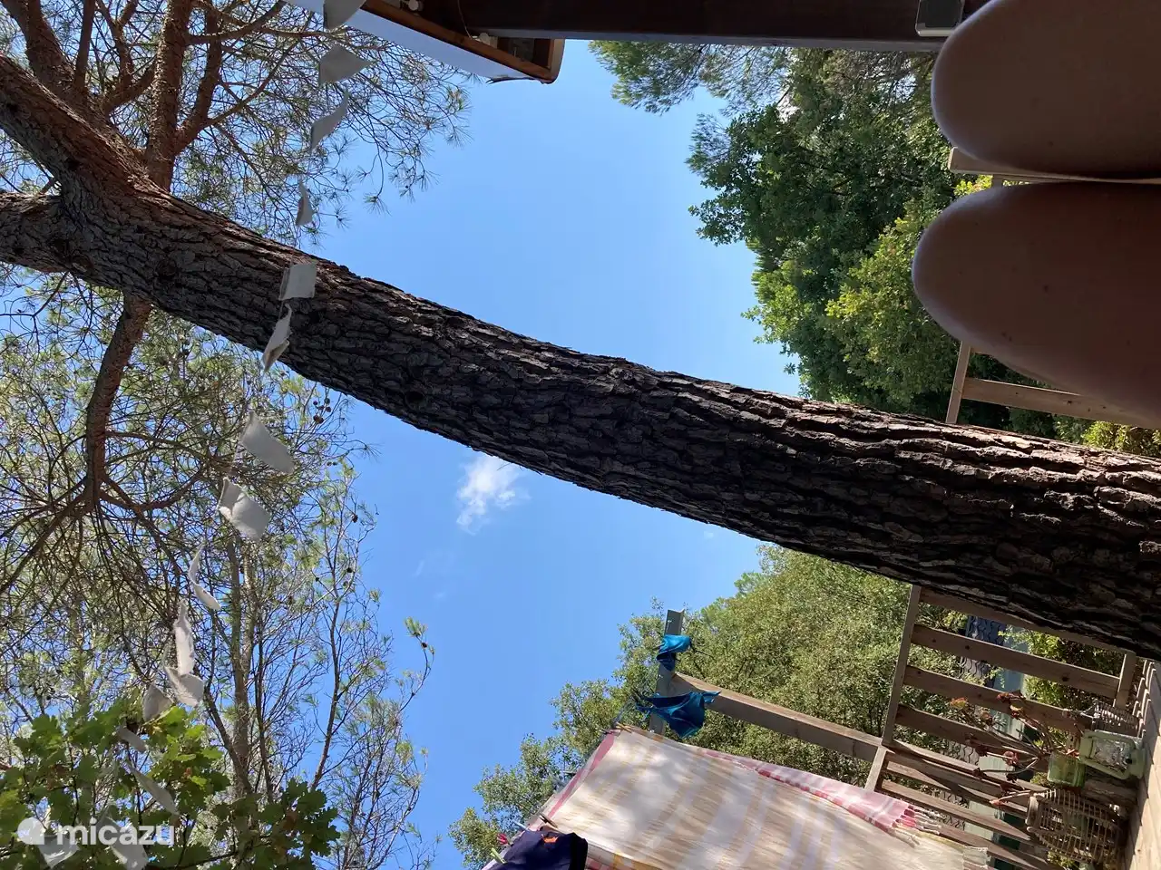 Schaduw van je eigen boom