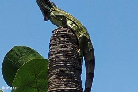 la iguana