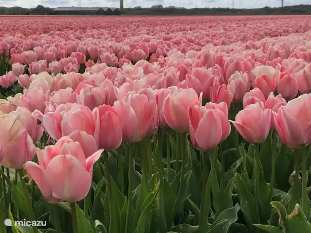 Meno Mossó en Países Bajos, Holanda del Norte, Sint Maartensvlotbrug - bungaló