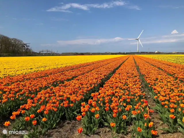 Meno Mossó en Países Bajos, Holanda del Norte, Sint Maartensvlotbrug - bungaló
