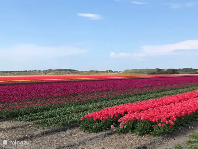 Meno Mossó en Países Bajos, Holanda del Norte, Sint Maartensvlotbrug - bungaló