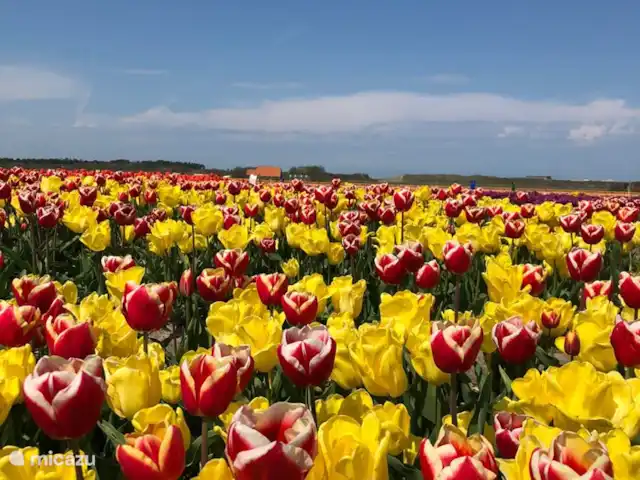 Meno Mossó en Países Bajos, Holanda del Norte, Sint Maartensvlotbrug - bungaló