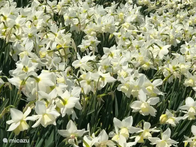 Meno Mossó en Países Bajos, Holanda del Norte, Sint Maartensvlotbrug - bungaló