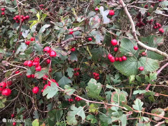 Meno Mossó en Países Bajos, Holanda del Norte, Sint Maartensvlotbrug - bungaló