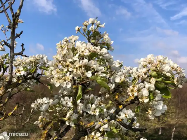 Meno Mossó en Países Bajos, Holanda del Norte, Sint Maartensvlotbrug - bungaló