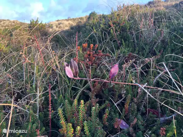 Meno Mossó en Países Bajos, Holanda del Norte, Sint Maartensvlotbrug - bungaló