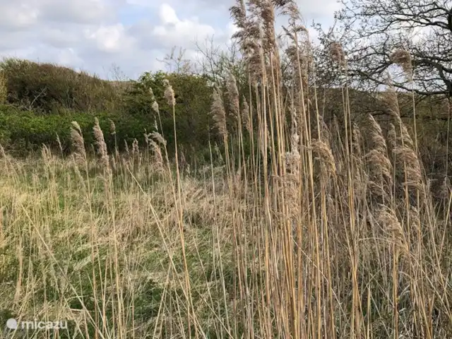 Meno Mossó en Países Bajos, Holanda del Norte, Sint Maartensvlotbrug - bungaló