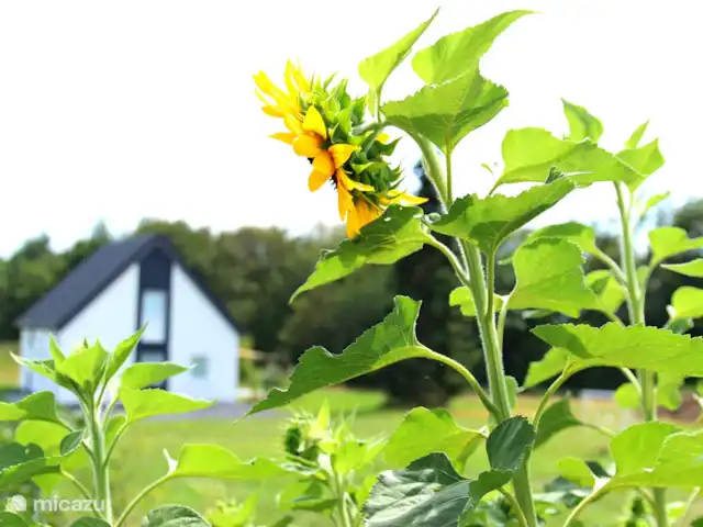 4 persoons vakantiehuis Pulvermaar huren in Duitsland, Eifel, Gillenfeld - vakantiehuis Natuurrijke omgeving, met fleurige bloemen op en rond het park.