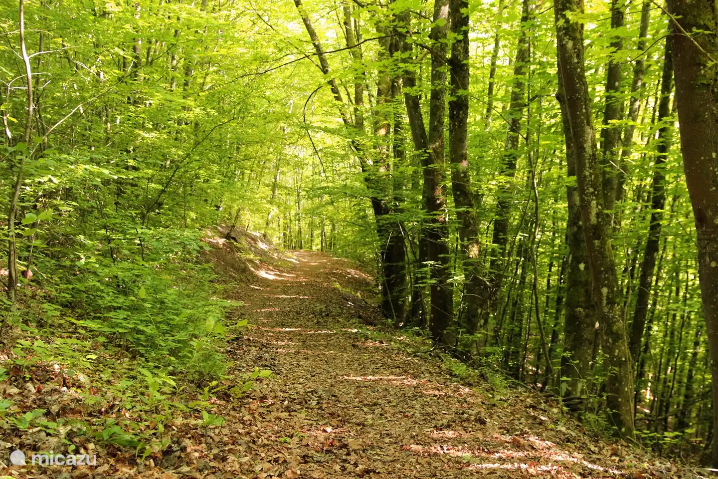 Environnement naturel. C'est le chemin forestier du parc de vacances au Pulvermaar et à la piscine extérieure.