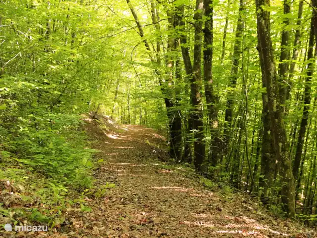 4 persoons vakantiehuis Pulvermaar huren in Duitsland, Eifel, Gillenfeld - vakantiehuis Natuurrijke omgeving. Dit is het bospad vanaf het vakantiepark naar het Pulvermaar én het openlucht zwembad.