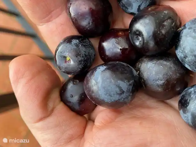 Villa Boa Vida | Espagne, Costa Blanca, Monte Pego - villa Olives savoureuses du jardin magnifiquement aménagé