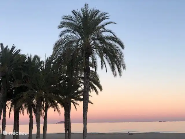 So beautiful, those palms on the beach
