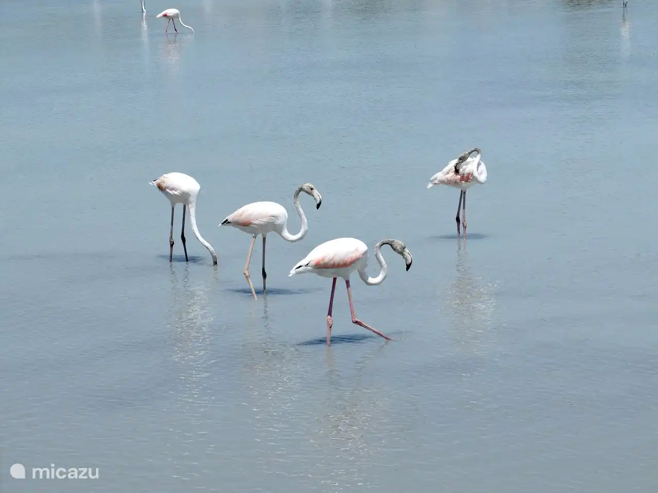 So many beautiful flamingos on the salt lake!