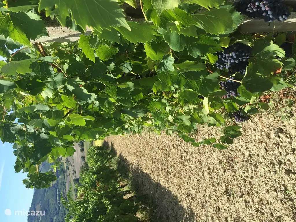 Foto aus dem Weinberg