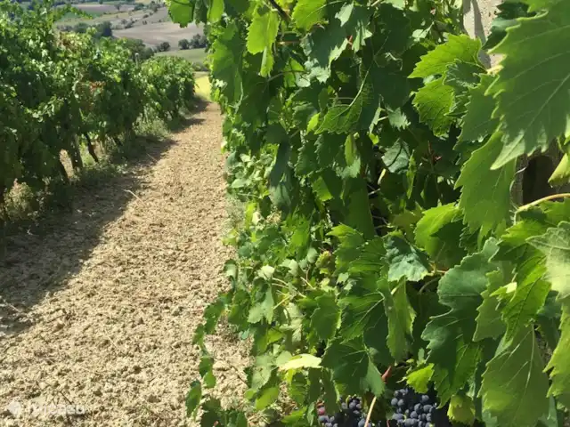 Villa San Vitale Grandissimo | Italie, Marche, San Vito sul Cesano - villa photo du vignoble