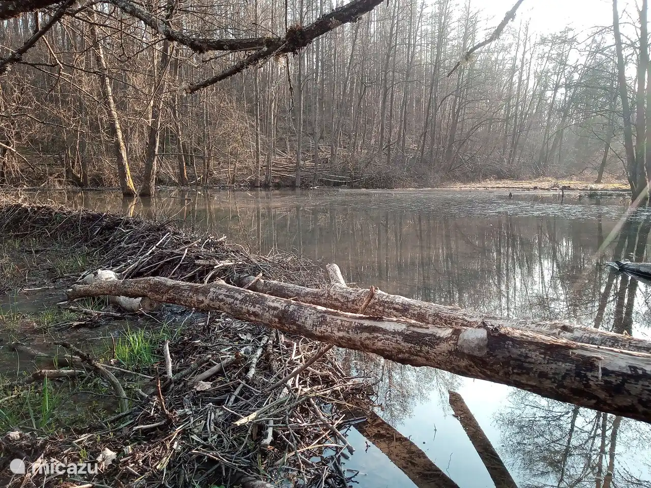 Ansehen bei einem Spaziergang in der Nachbarschaft.