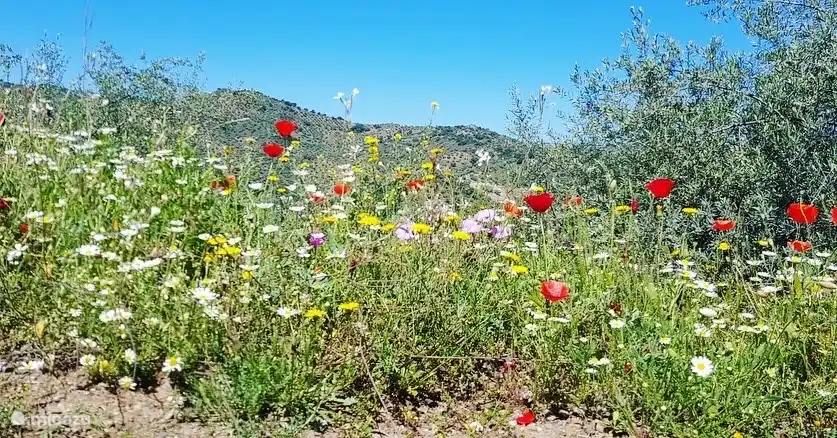 Die unberührte Natur in der Umgebung.