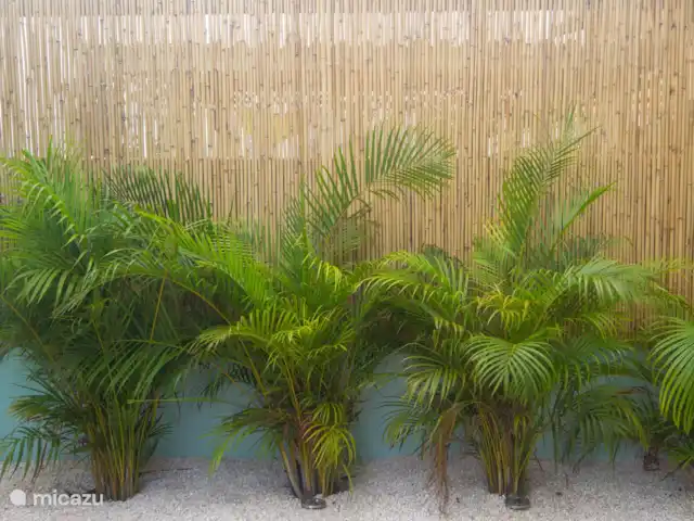 Cas Makutu huren in Curaçao, Banda Abou (west), Grote Berg - vakantiehuis