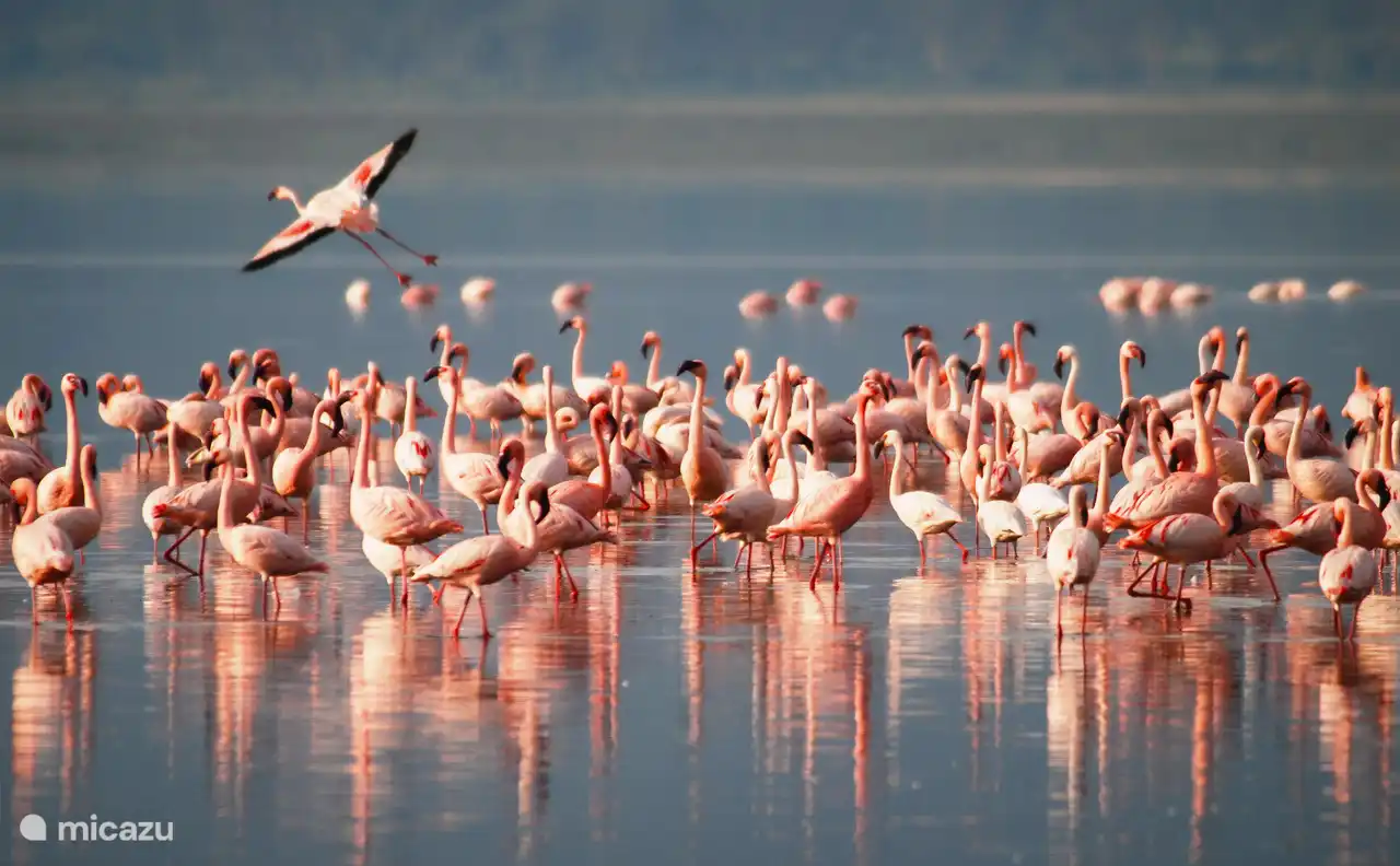 Near the salt lakes with flamingos 