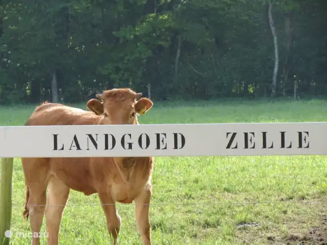 Eekhoorn, heerlijke Finse bungalow huren in Nederland, Gelderland, Hengelo - vakantiehuis Landgoed Zelle...