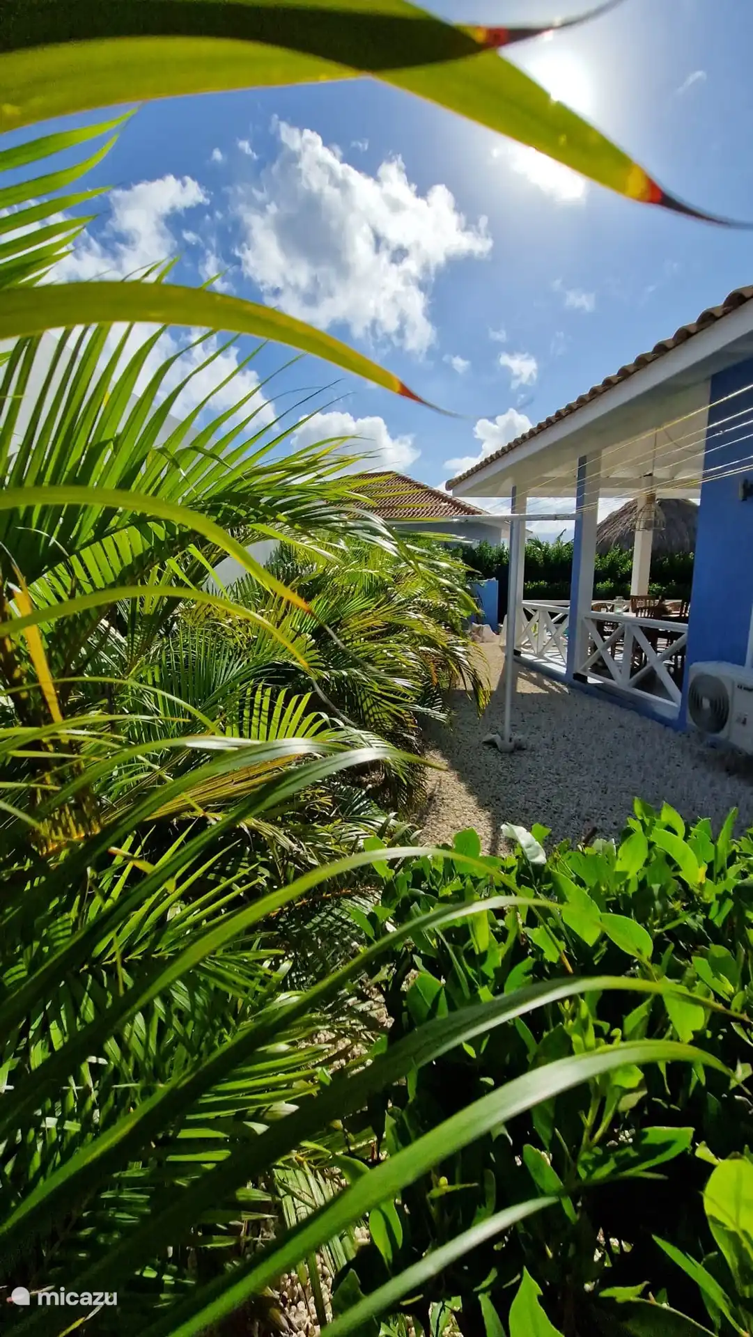 Las palmeras danzantes en el jardín