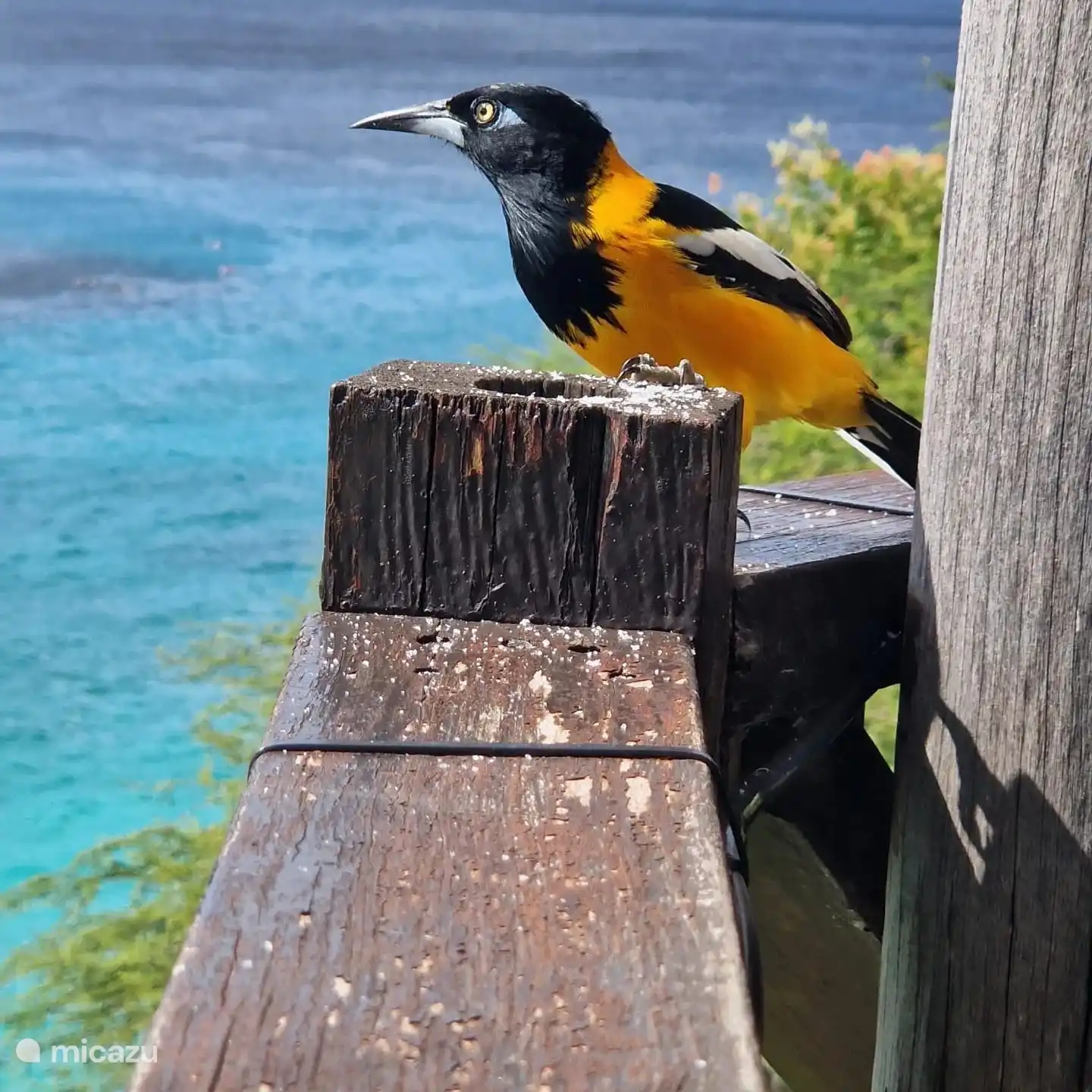 Flora y fauna de la isla 