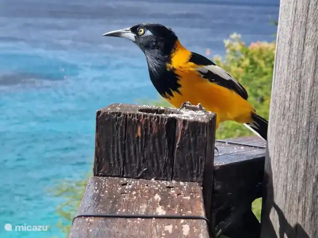Casa Colori Curaçao | Curaçao, Banda Abou (ouest), Fontein - villa Flore et faune de l’île